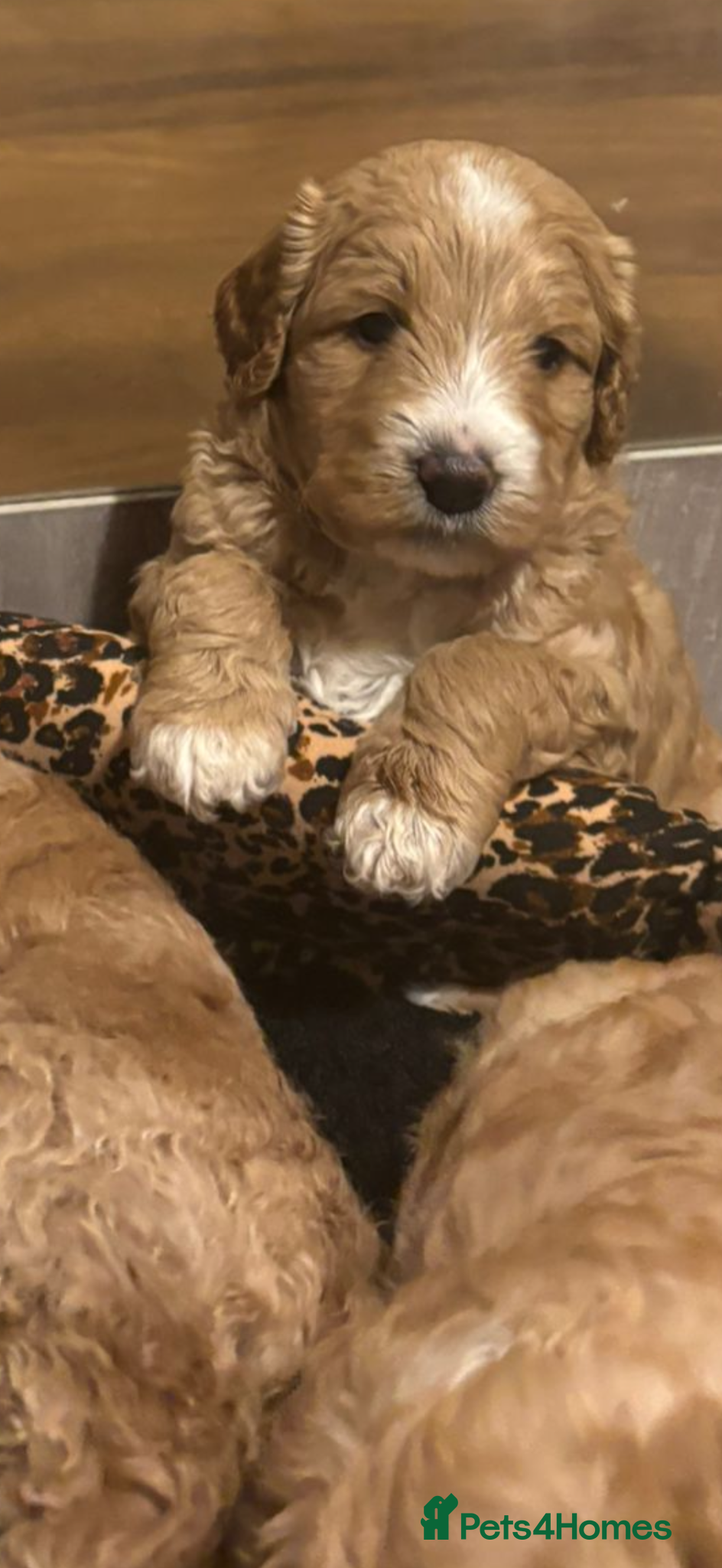 Australian Labradoodle dogs Beautiful Australian Labradoodle Puppies - Advert 3