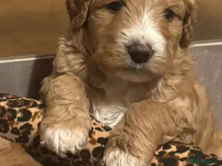 Australian Labradoodle dogs Beautiful Australian Labradoodle Puppies - Advert 3