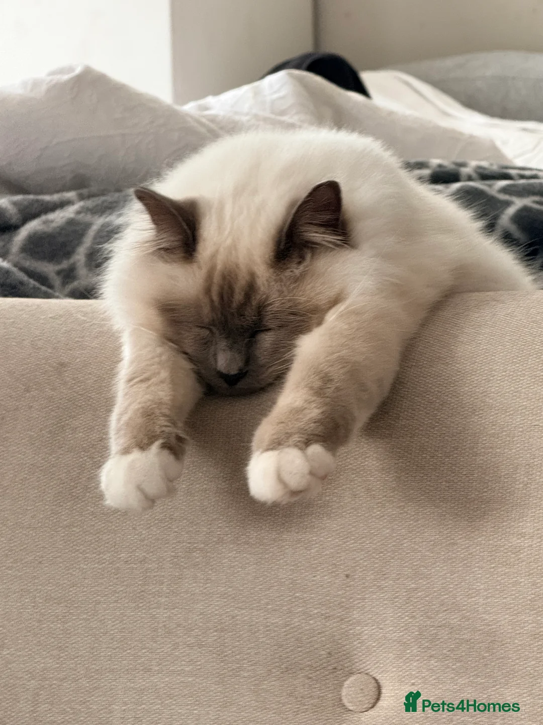 Birman cats for sale: Blue point Birman Cat for Sale  in London - Advert 6