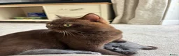 British Shorthair cats for sale: Beautiful British Shorthair Kittens Available  - Advert 14