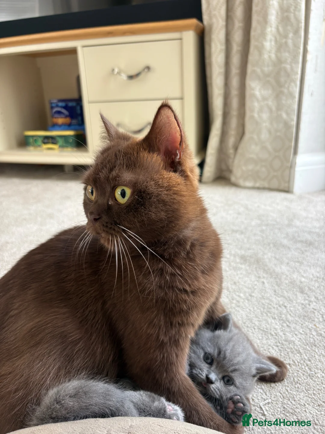 British Shorthair cats for sale: Beautiful British Shorthair Kittens Available  - Advert 14