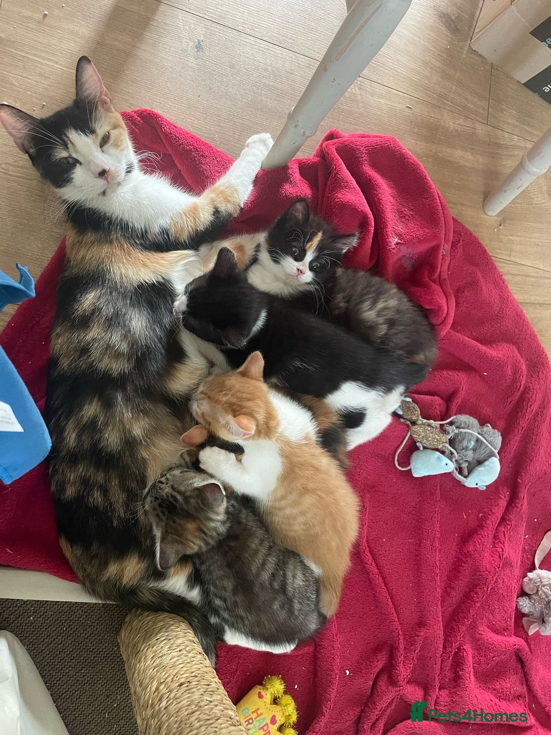Mixed Breed cats for sale: 2 kittens  in Grays - Image 10