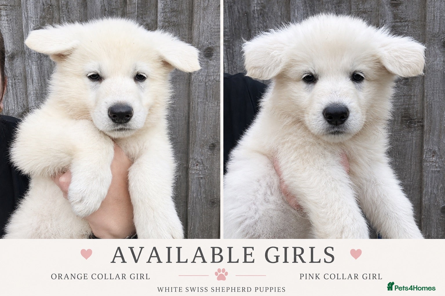 White Swiss Shepherd dogs 🏆KC White Swiss Shepherd pups Champion Bloodlines - Advert 1
