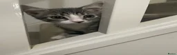 Mixed Breed cats for sale: Beautiful grey, white and tabby kittens for sale - Advert 9