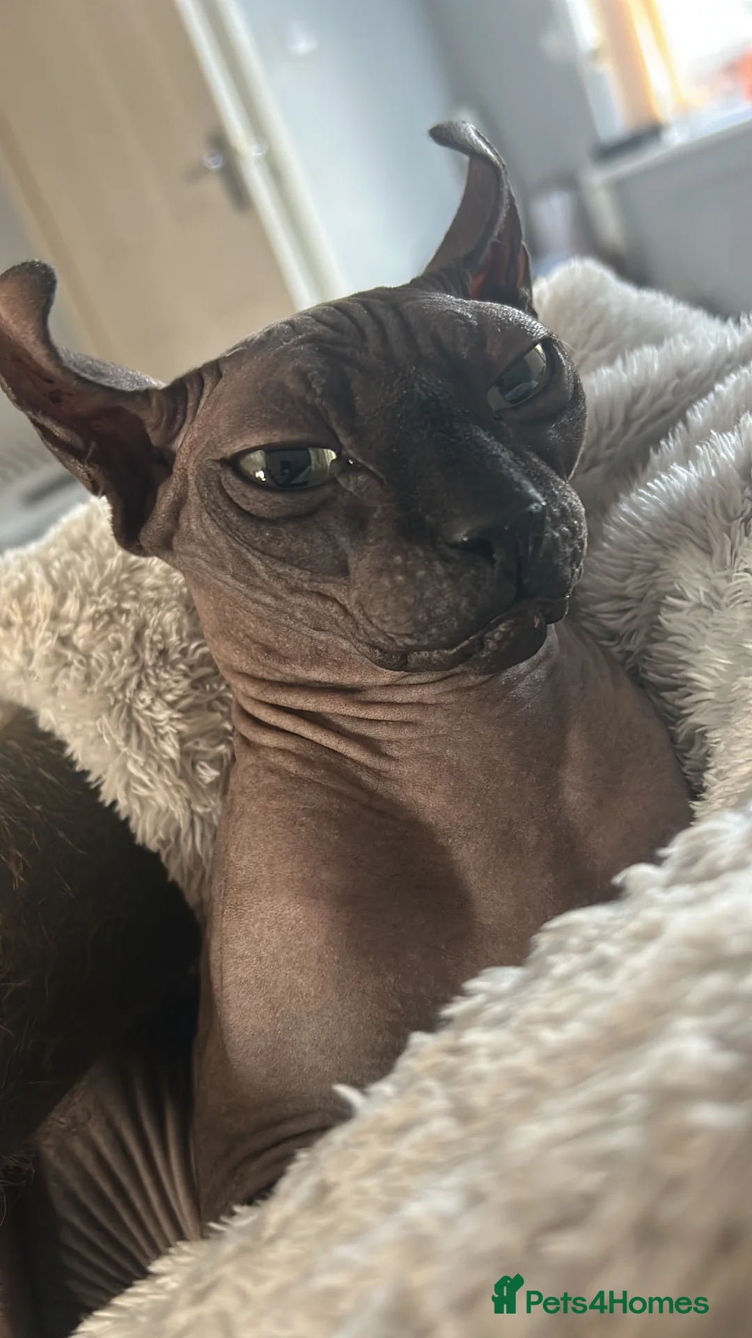 Sphynx cats for sale: Meet aria and raven looking for there forever home - Advert 3