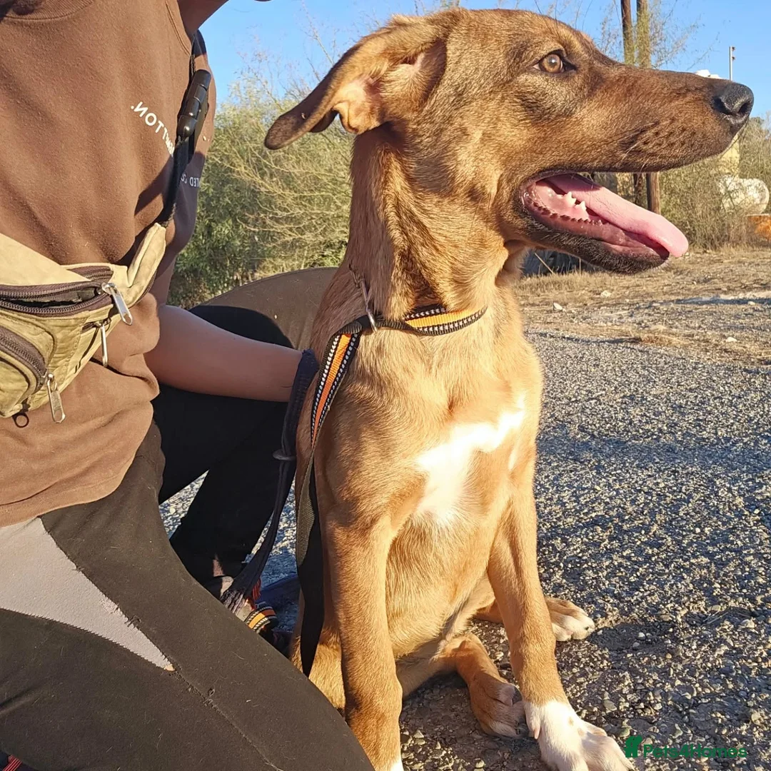 Mixed Breed dogs for adoption: Ira is looking for her forever home in Dunmow - Advert 7