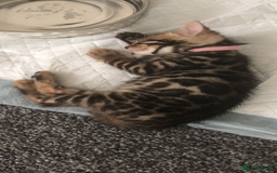 Bengal cats for sale: Absolutely beautiful pure bengals - Image 6