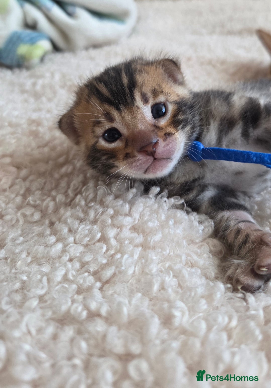 Bengal cats for sale: Georges Tica registered Bengal kittens  - Advert 12