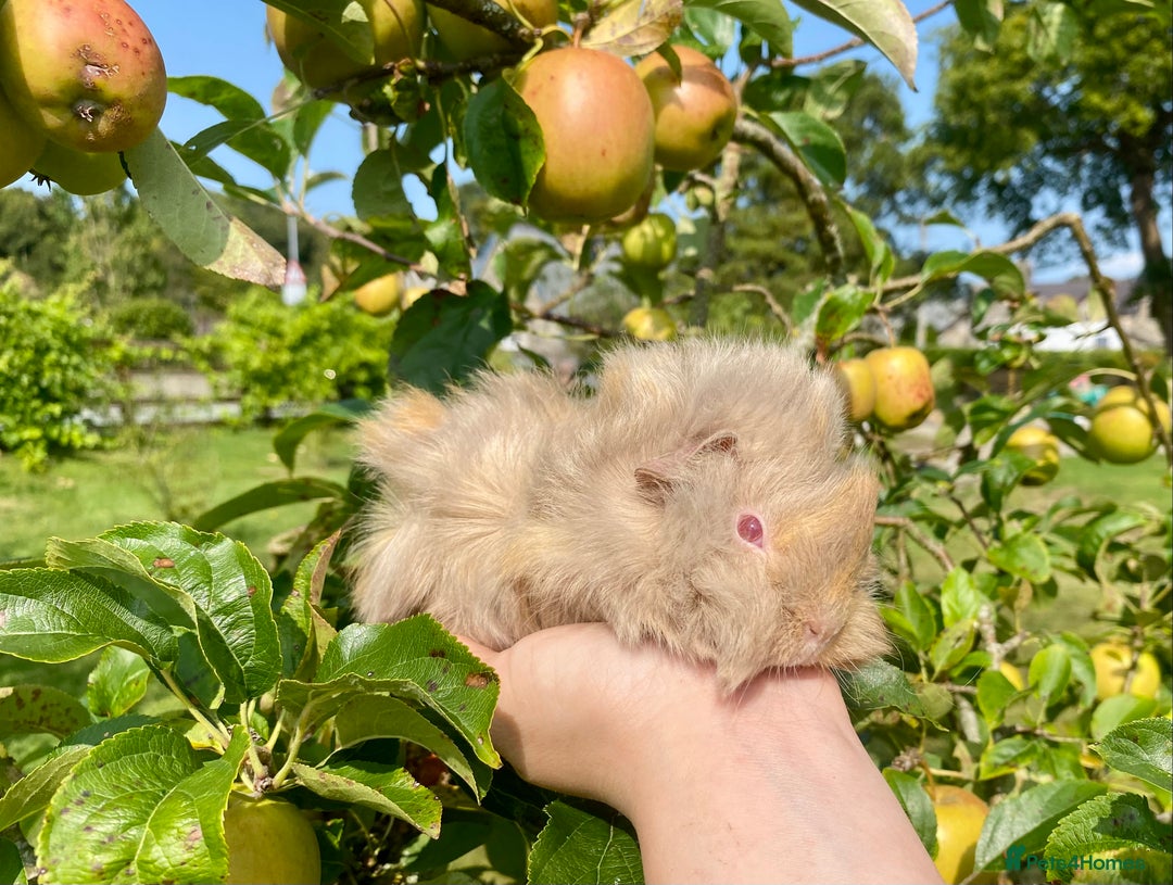 Guinea Pig rodents for sale: Long haired Guinea Pigs For Sale - Image 8