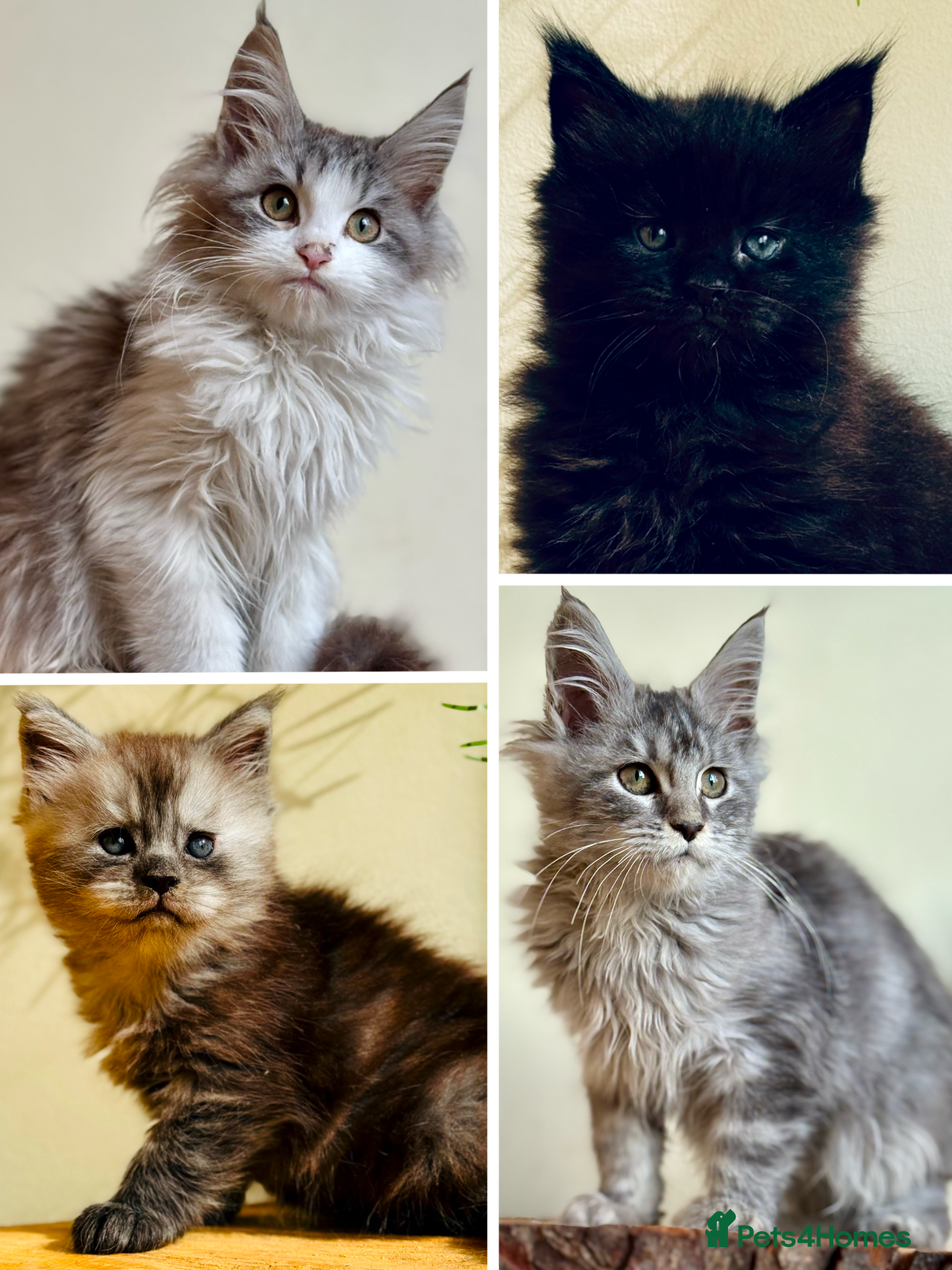 Maine Coon cats Maine Coon kittens - Advert 5