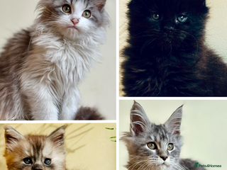 Maine Coon cats Maine Coon kittens - Advert 6