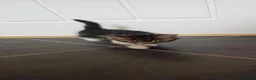 Mixed Breed cats for sale: Six beautiful kittens - Advert 16