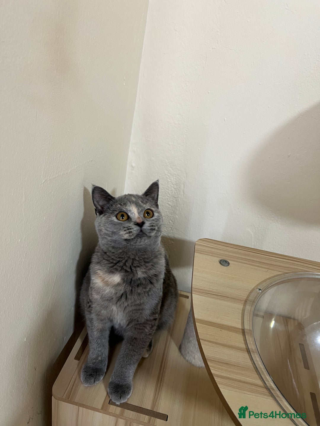 British Shorthair cats for sale: Lovely BSH kittens for sale  - Image 7