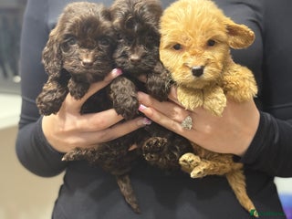 Cockapoo dogs - Advert 34