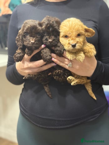 Cockapoo dogs - Advert 15