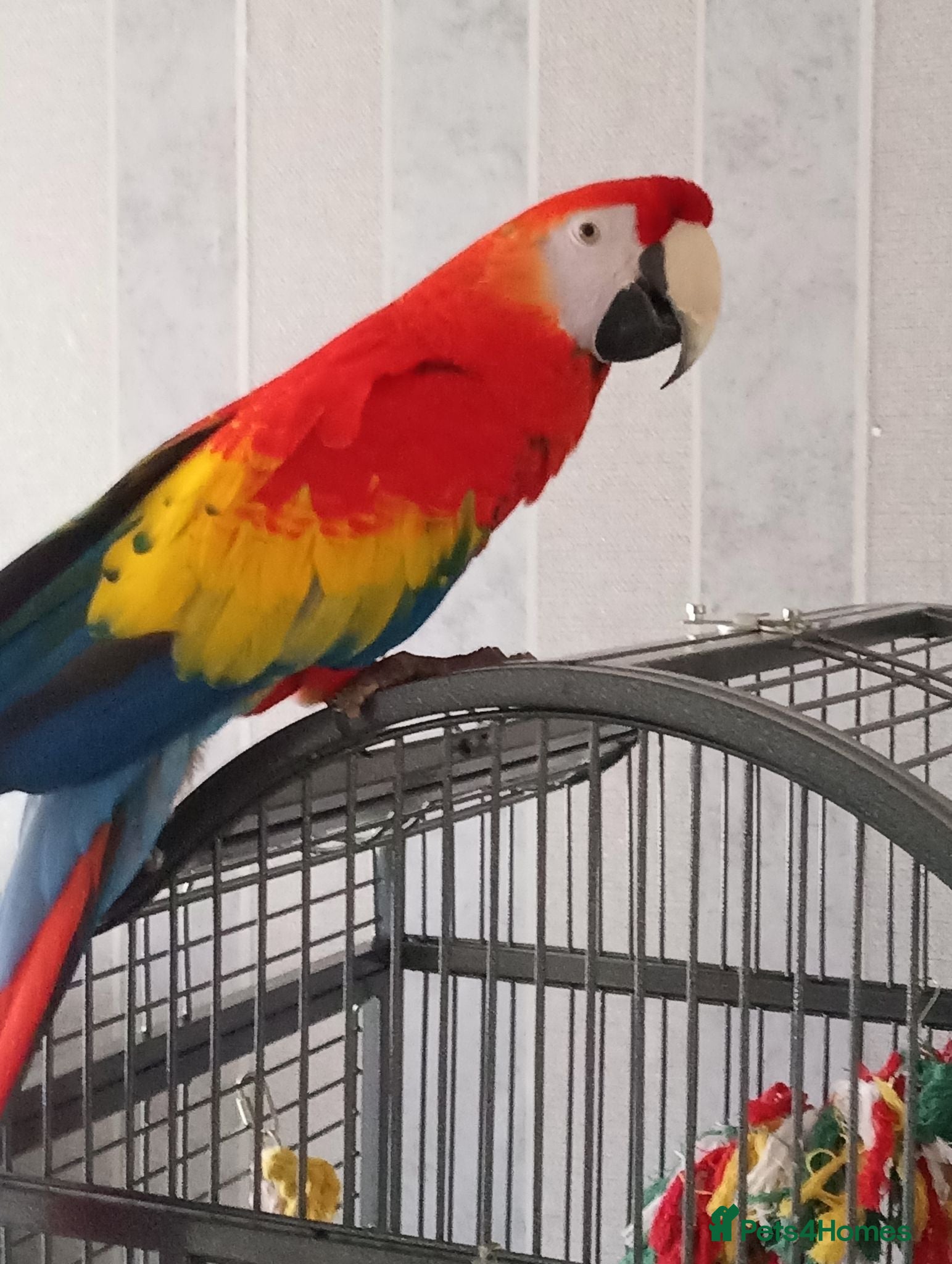Parrots birds Paul Thompson  - Advert 1
