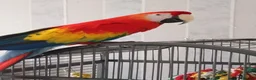 Parrots birds for sale: Paul Thompson  in Barrow-in-Furness - Advert 1