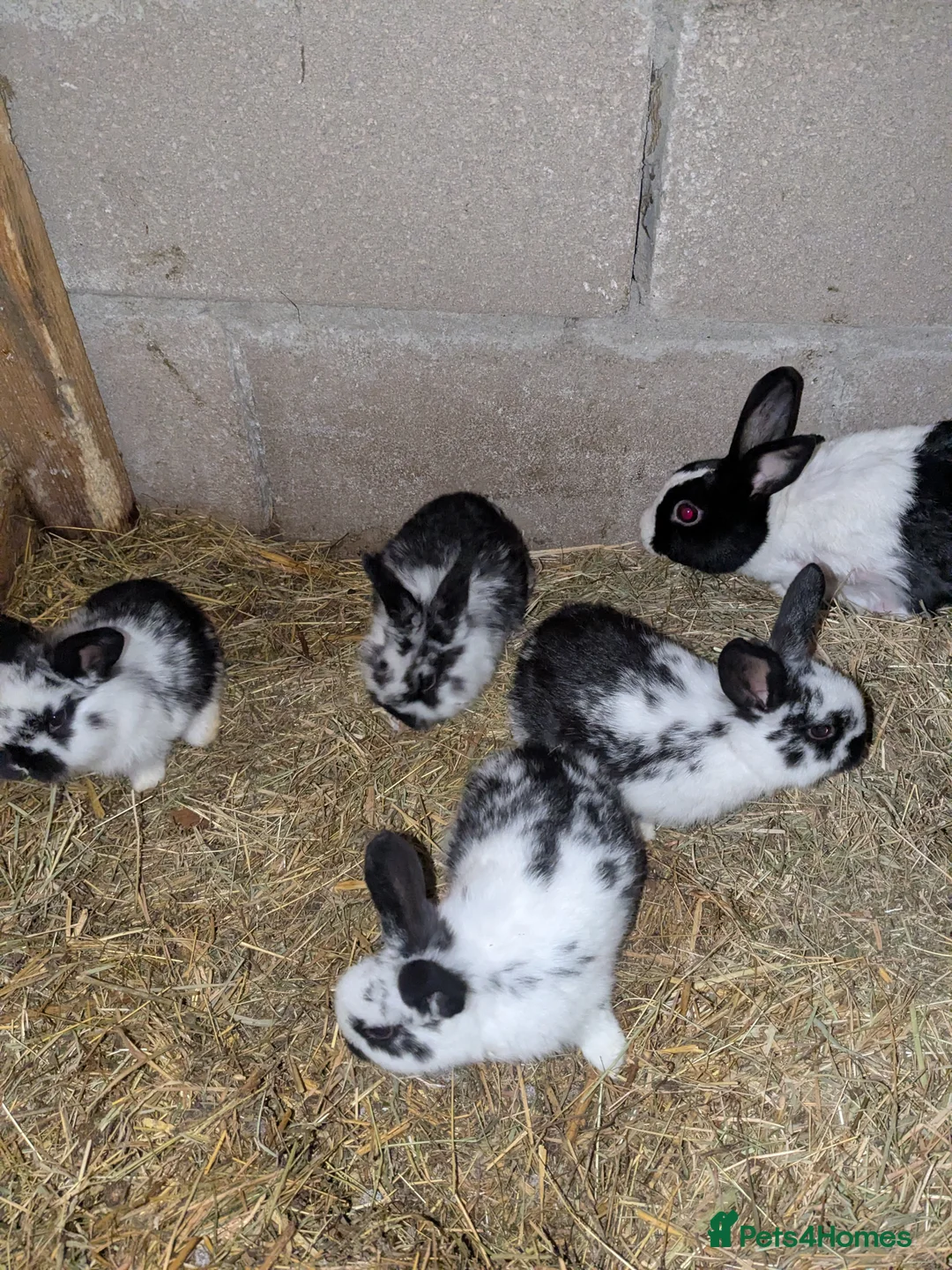 Mini Lion Lop rabbits for sale: Mini lion lops  - Advert 1