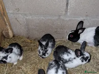 Mini Lion Lop rabbits Mini lion lops - Advert 4