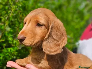 Miniature Dachshund dogs Miniature Dachshund puppies - Advert 5