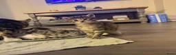 Mixed Breed cats for sale: 5 beautiful kittens for sale 3 girls 2 boys  in London - Advert 8