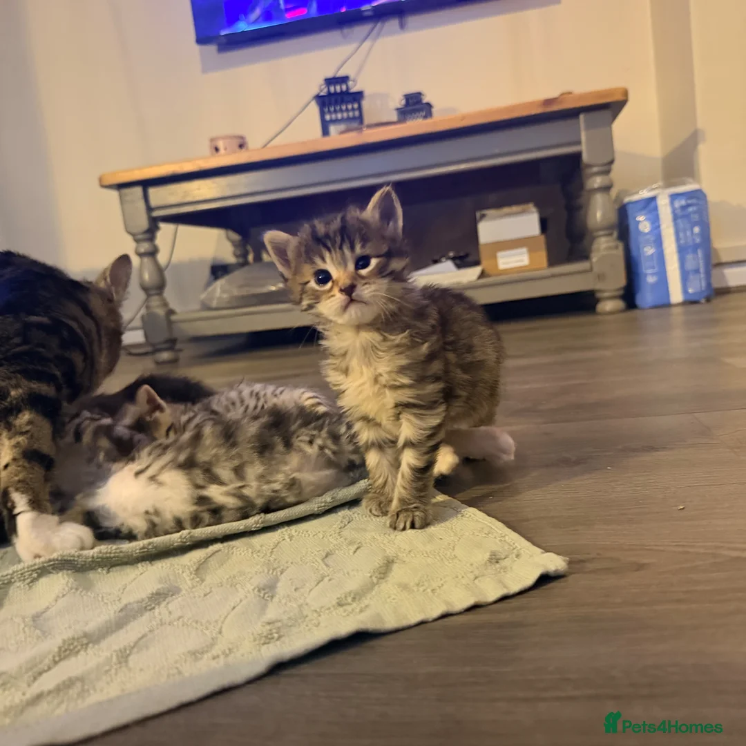 Mixed Breed cats for sale: 5 beautiful kittens for sale 3 girls 2 boys  in London - Advert 8