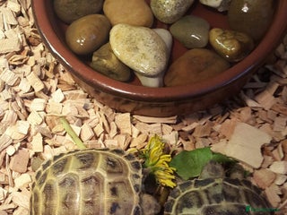 Tortoise reptiles Baby horsefield tortoise with full set up - Advert 9
