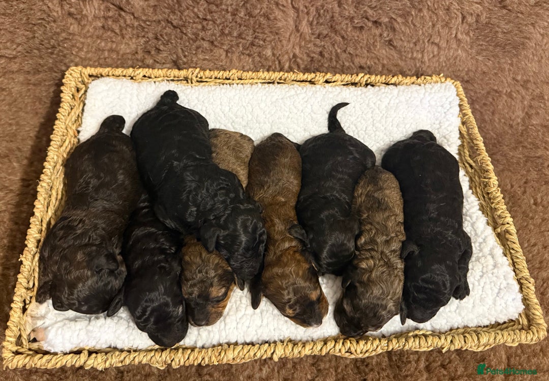 Poochon dogs for sale: Poochon puppy’s  - Advert 1