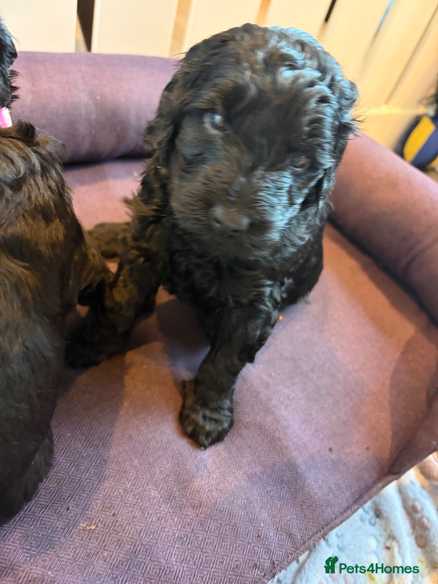 Australian Labradoodle dogs for sale: Multigenerational Australian labradoodles  - Advert 2