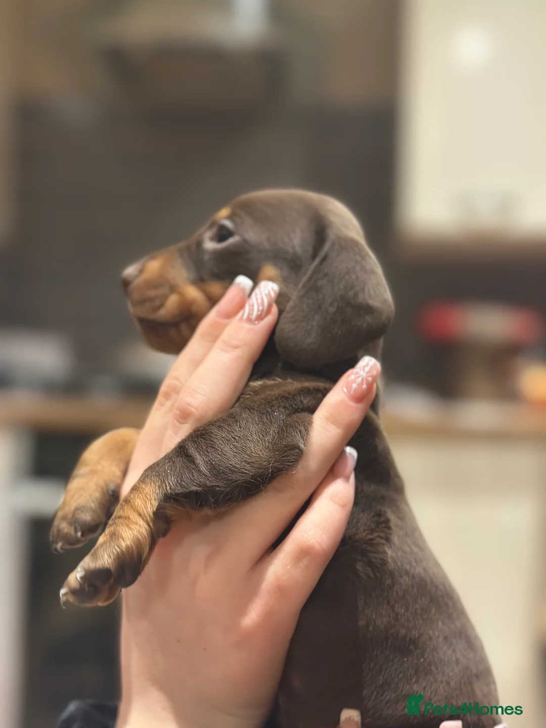 Dachshund dogs for sale: Genuine tiny Kaninchen Dachshund Puppies  - Advert 8