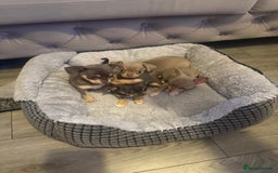 Chihuahua dogs for sale: The smallest girl is still available 🏡 last pup - Image 6