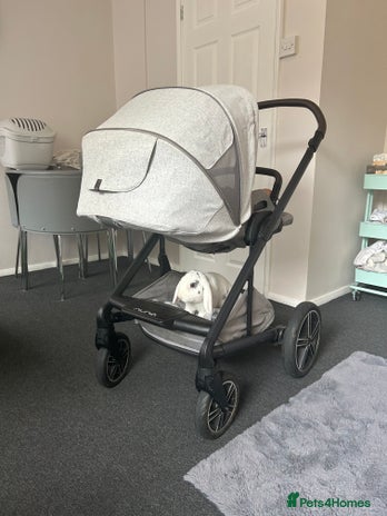 English Lop rabbits - Advert 1