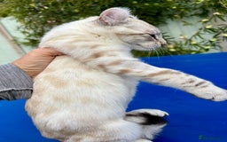 Keetso cats for sale: Breath taking polydactyl curled eared girl  - Image 9