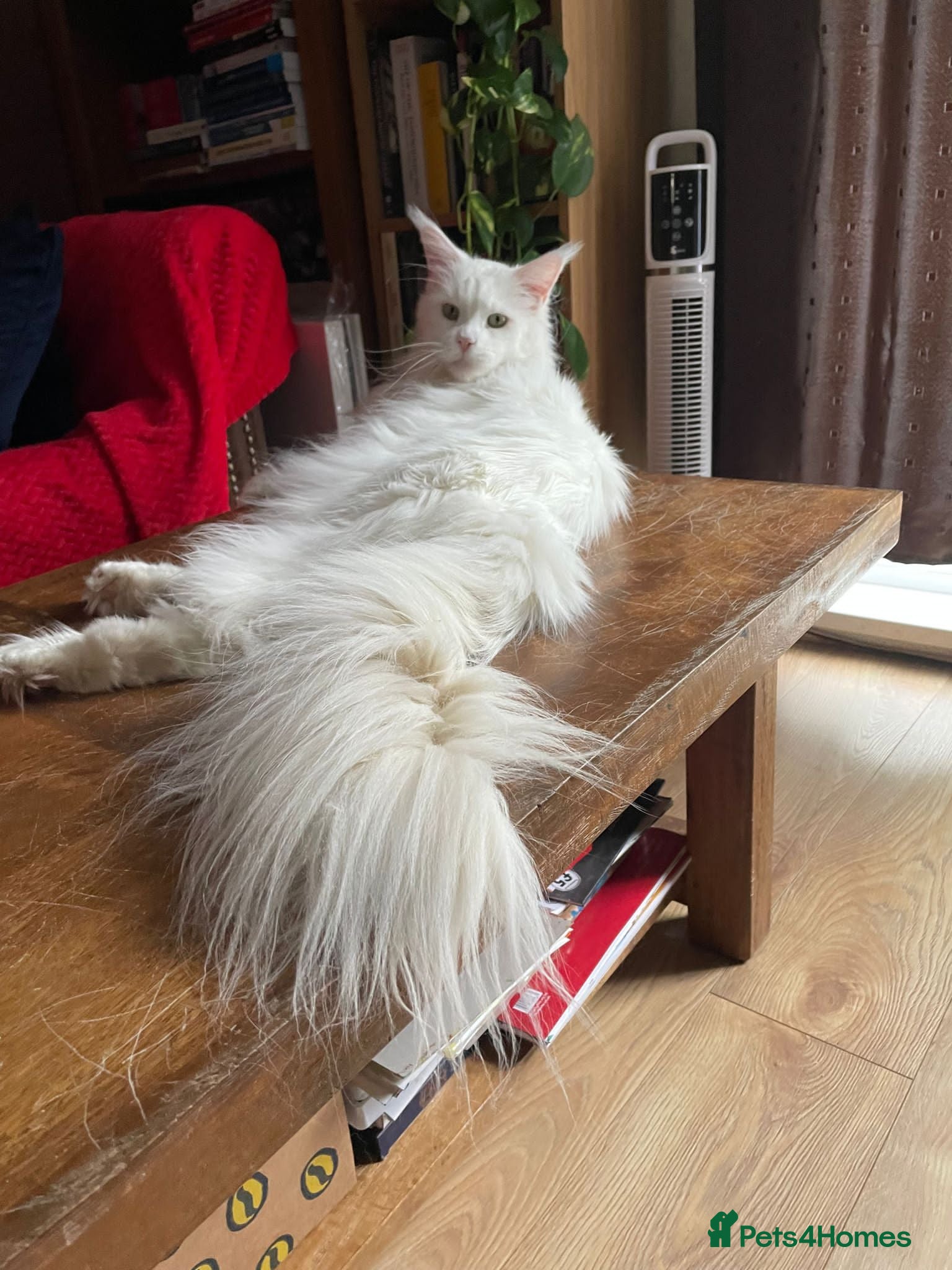 Maine Coon cats Beautiful Unique White Maine Coon Male 6 Years Old - Advert 14