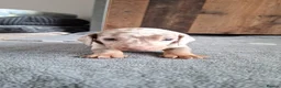 Miniature Dachshund dogs for sale: Outstanding KC Reg Mini Dachshund Puppies   in Wigan - Advert 3