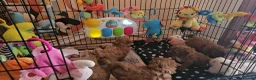 Cavapoo dogs for sale: 5* Cavapoo Puppies - Advert 20
