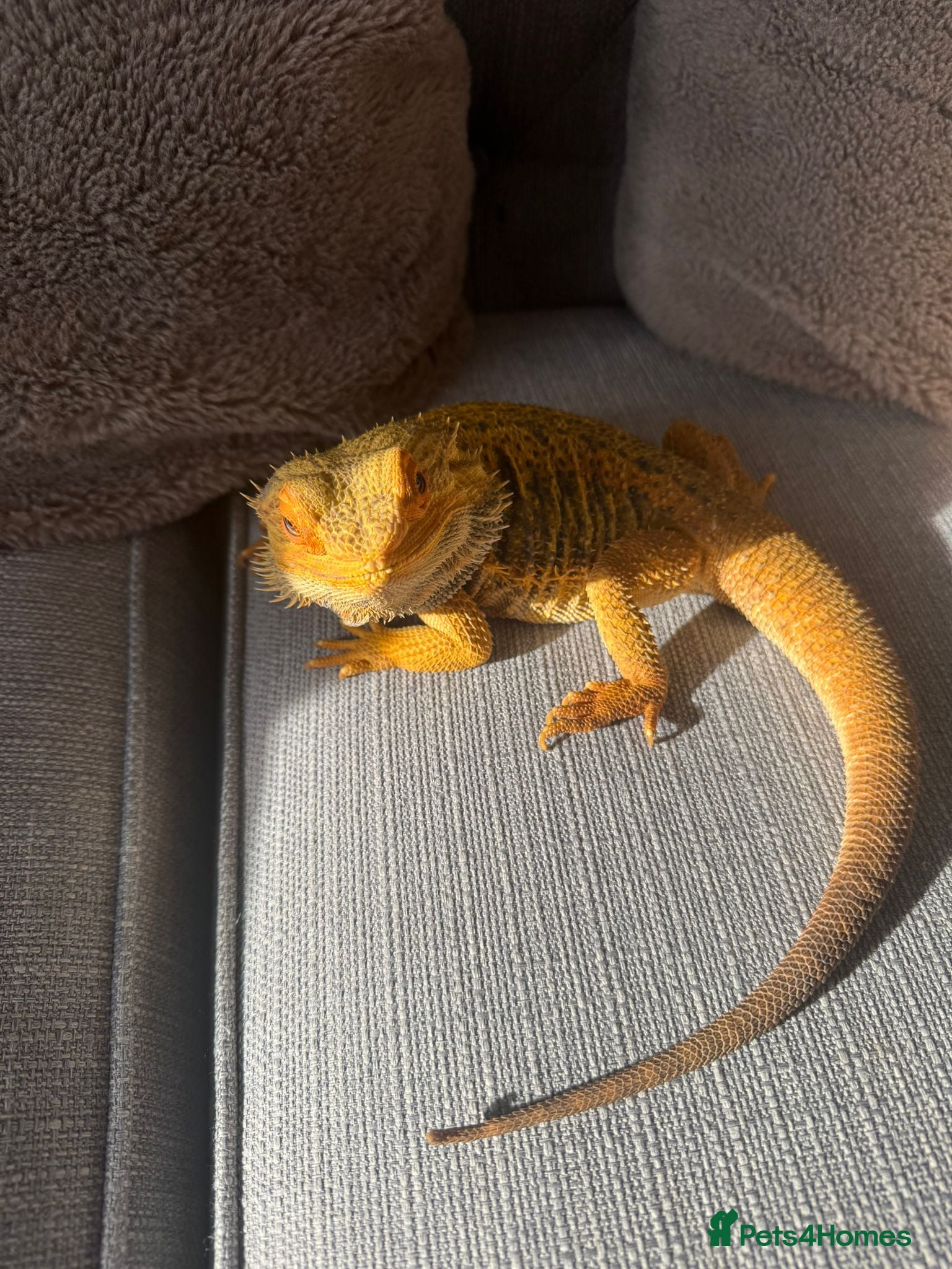 Bearded Dragon reptiles Bearded Dragon 🐉  - Advert 4