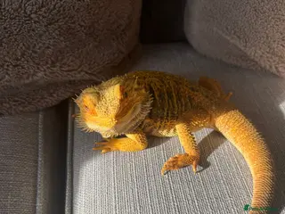 Bearded Dragon reptiles Bearded Dragon 🐉 - Advert 4