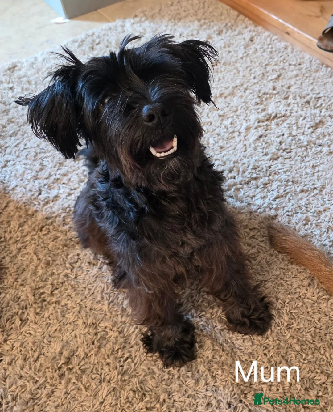 Mixed Breed dogs for sale: Miniature Schnauzer x Border Terrier puppies - Advert 2