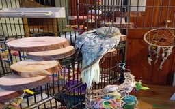 Cockatiels birds for sale: 2 beautiful lovable cockatiels, hand-reared - Image 3