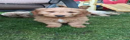 Mixed Breed dogs for sale: 3 Gorgeous Aussidoodles wanting to be re-homed  in Mountain Ash - Advert 6