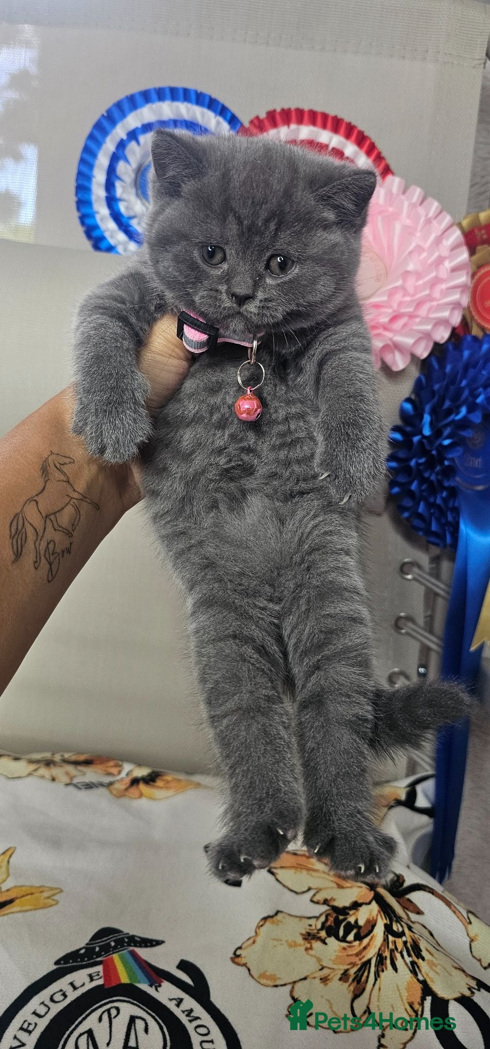 British Shorthair cats Bsh Chunky Kittens🐱 - Advert 16