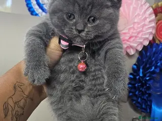 British Shorthair cats Bsh Chunky Kittens🐱 - Advert 3