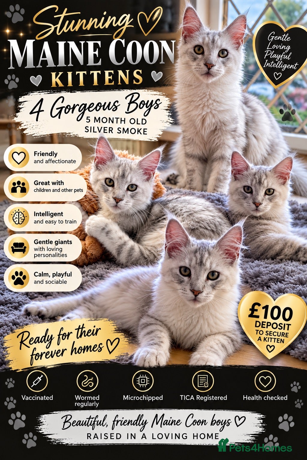 Maine Coon cats Majestic Maine coon Kittens - Advert 3