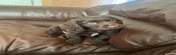 Cocker Spaniel dogs for sale: Chocolate working cocker spaniel puppies  - Advert 13