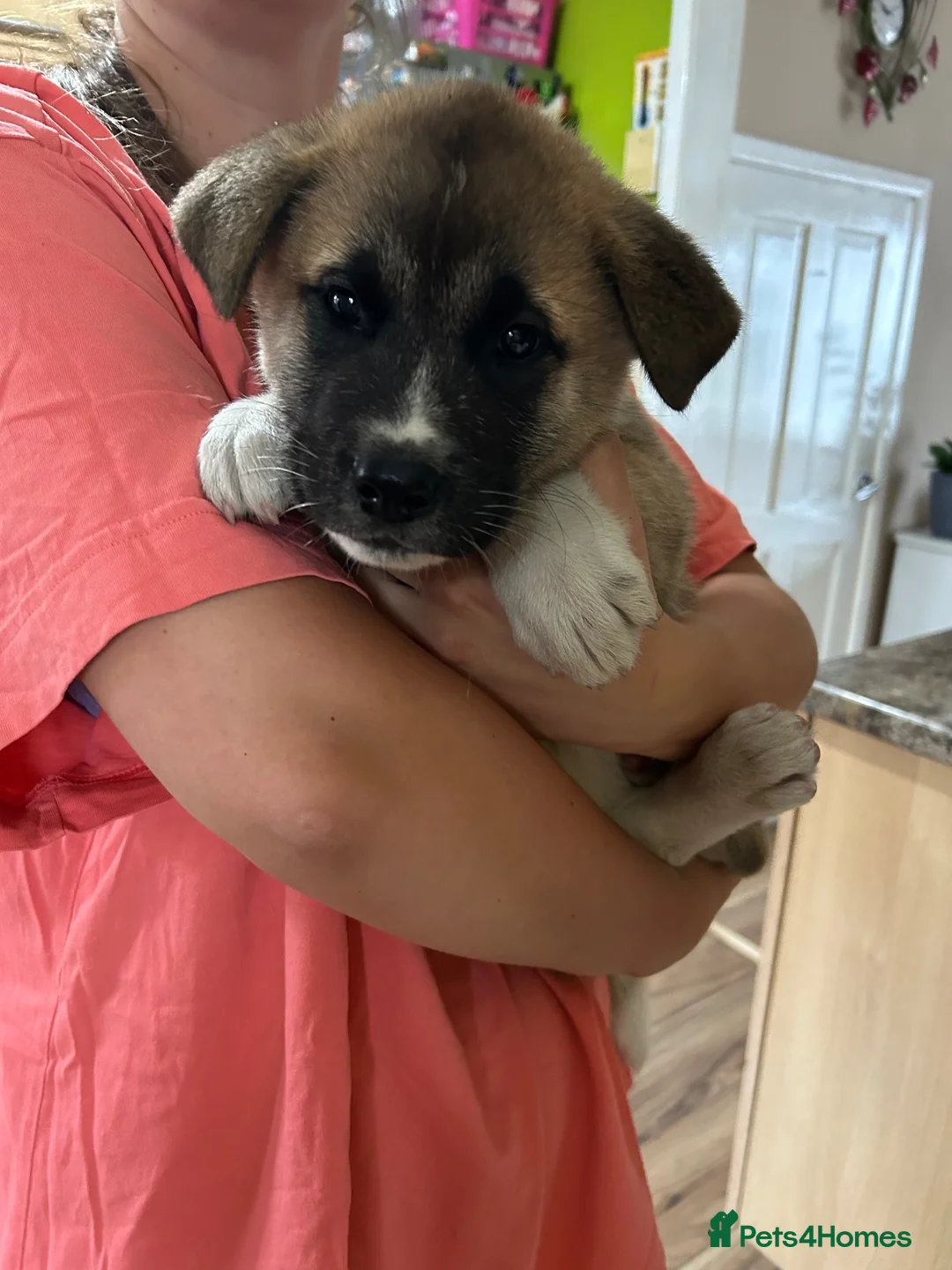 Akita dogs for sale: Akita Male puppy  - Advert 2