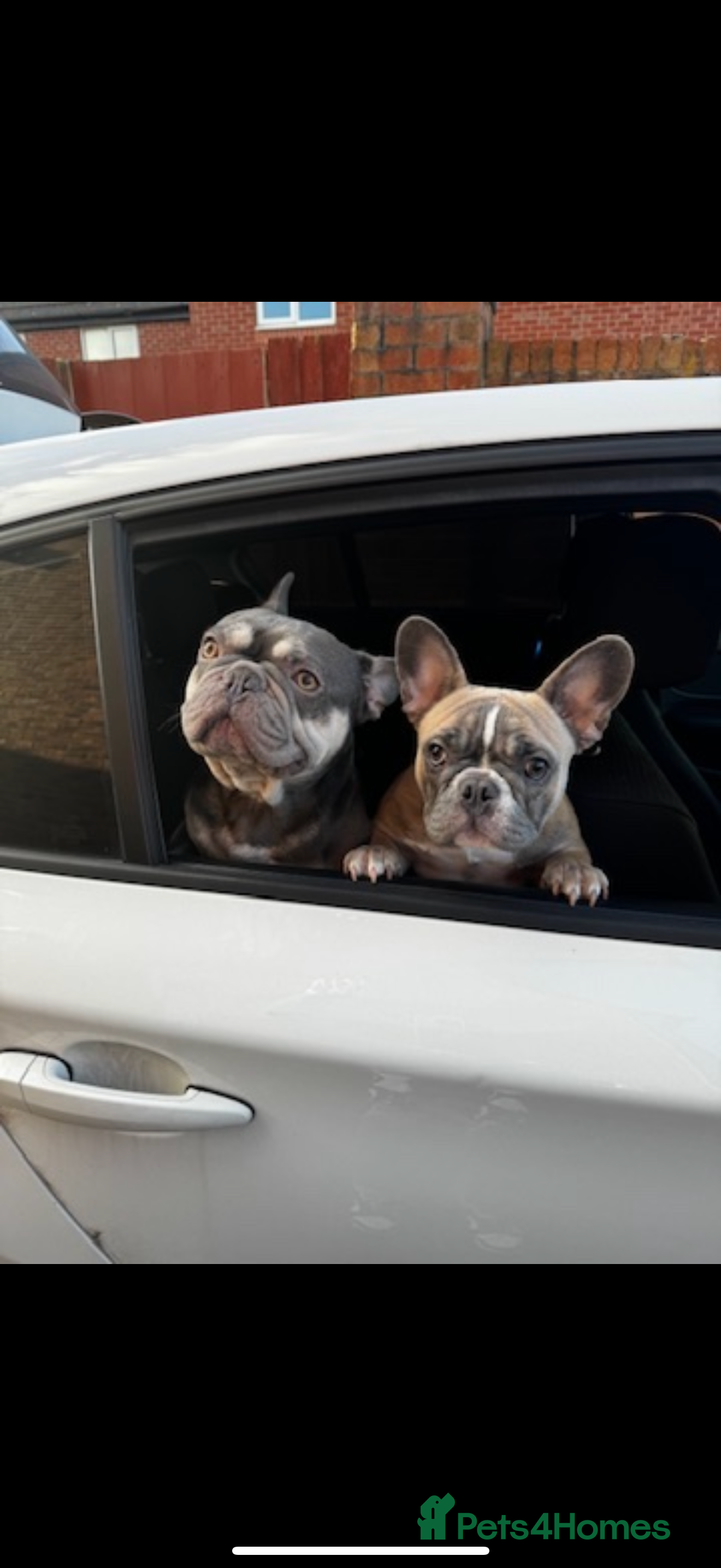 French Bulldog dogs Male and female siblings - Advert 1