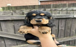 Cocker Spaniel dogs for sale: Beautiful Cocker spaniel puppies  - Image 4
