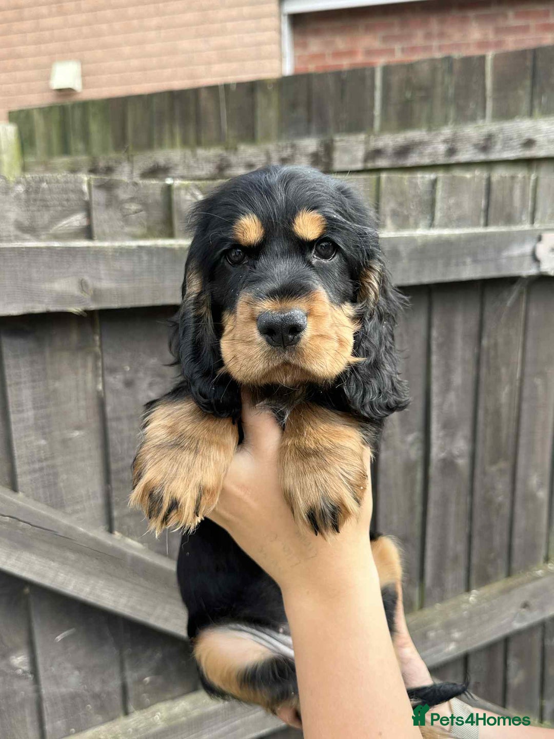 Cocker Spaniel dogs for sale: Beautiful Cocker spaniel puppies  - Image 4