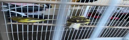 Mixed Breed birds for sale: Canary  - Advert 8